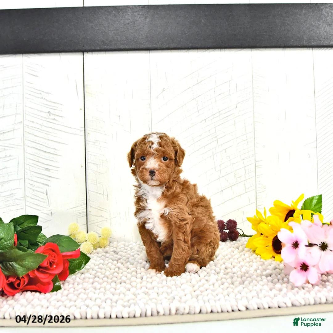 Miniature Poodle dogs for sale: Ronnie - Ad 1