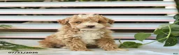 Miniature Poodle dogs for sale: Biscuit  - Ad 3