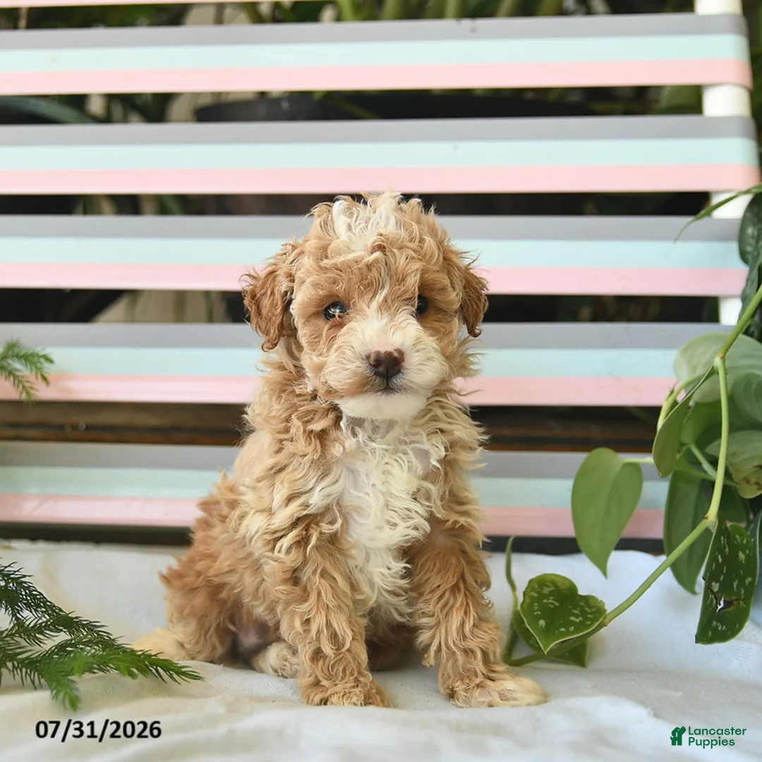 Miniature Poodle dogs for sale: Biscuit  - Ad 3