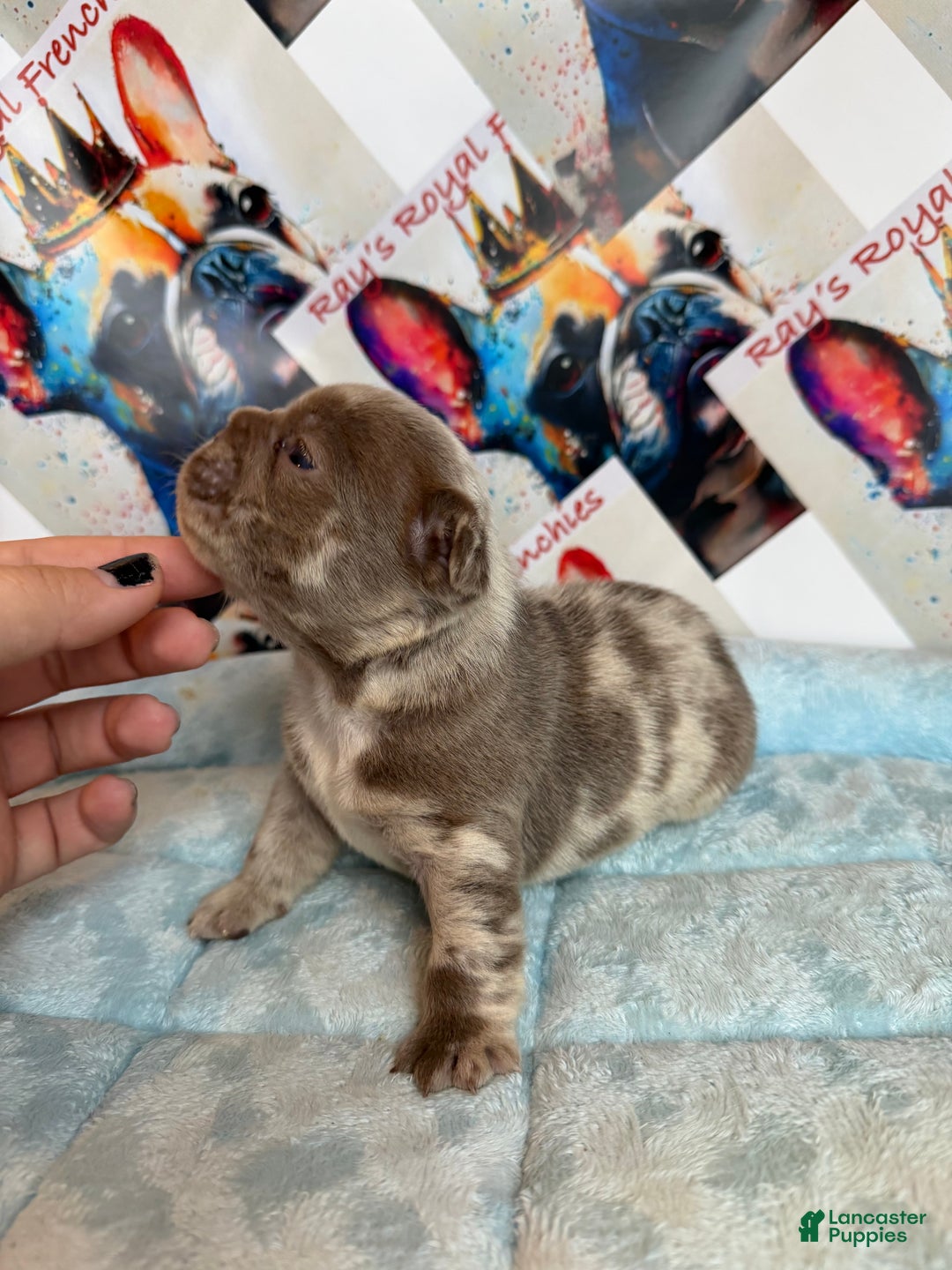 French Bulldog dogs for sale: Boo - Ad 8