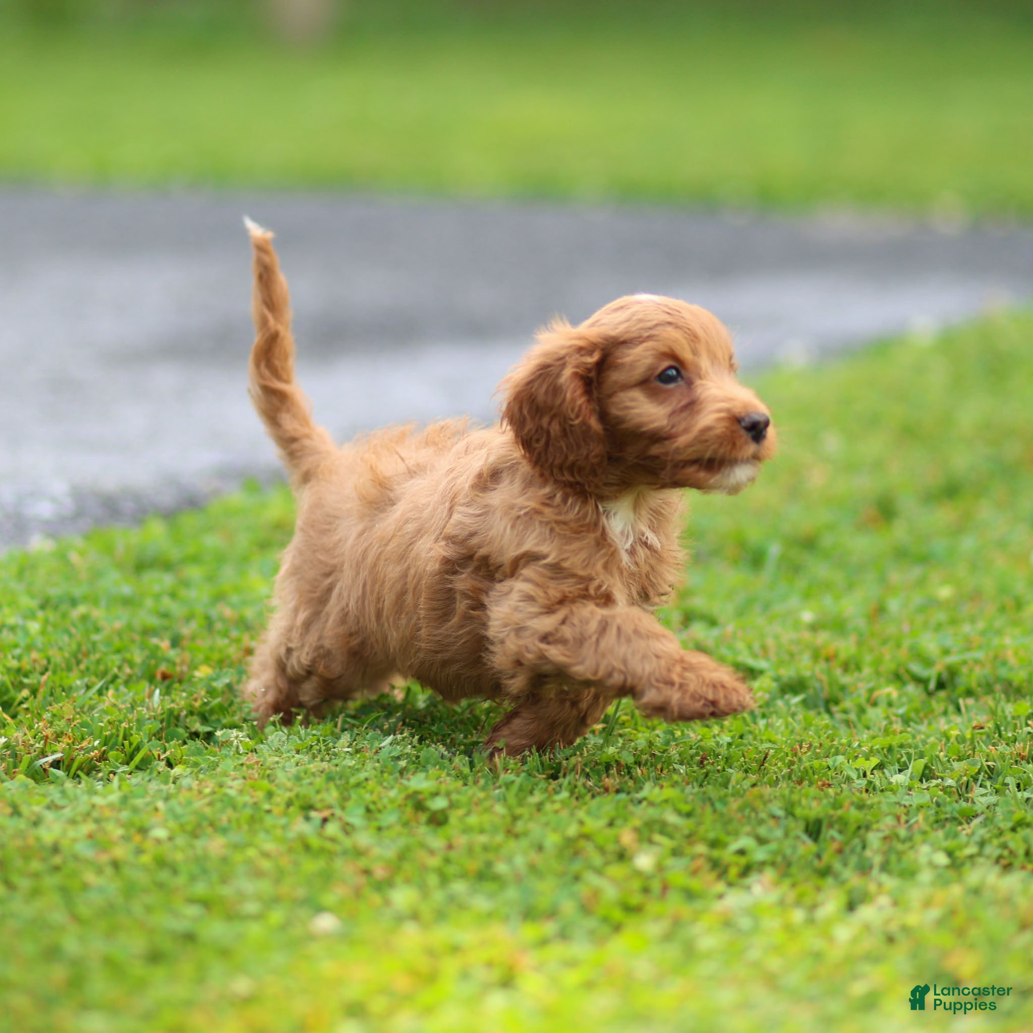 Cavalier King Charles Spaniel dogs Violet Cavalier King Charles Spaniel  - Ad 2