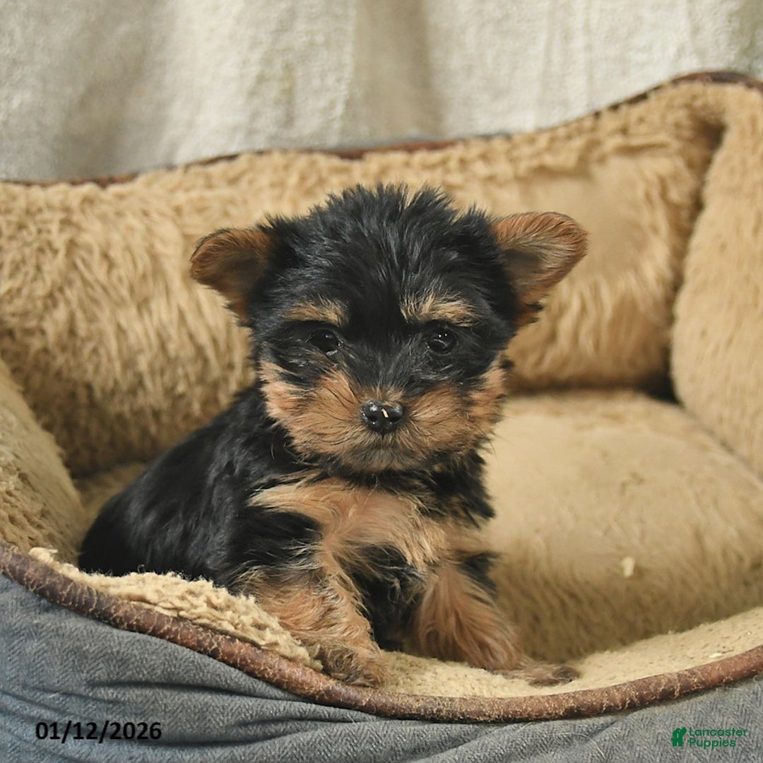 Mixed Breed dogs for sale: Wallac  - Ad 3