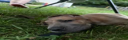 Great Dane dogs for sale: Great Dane 3 - Ad 3