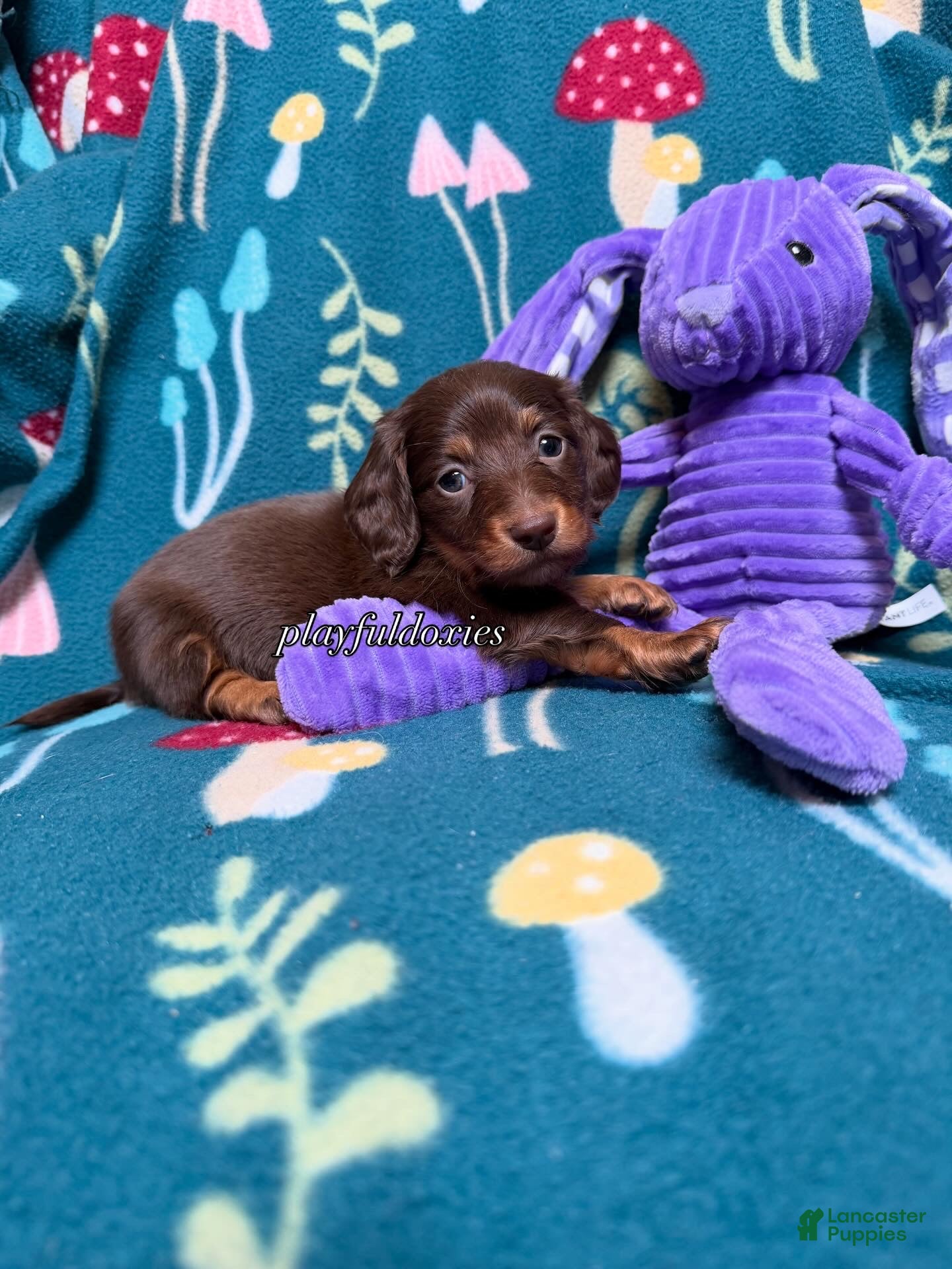 Miniature Dachshund dogs Georgie  - Ad 1