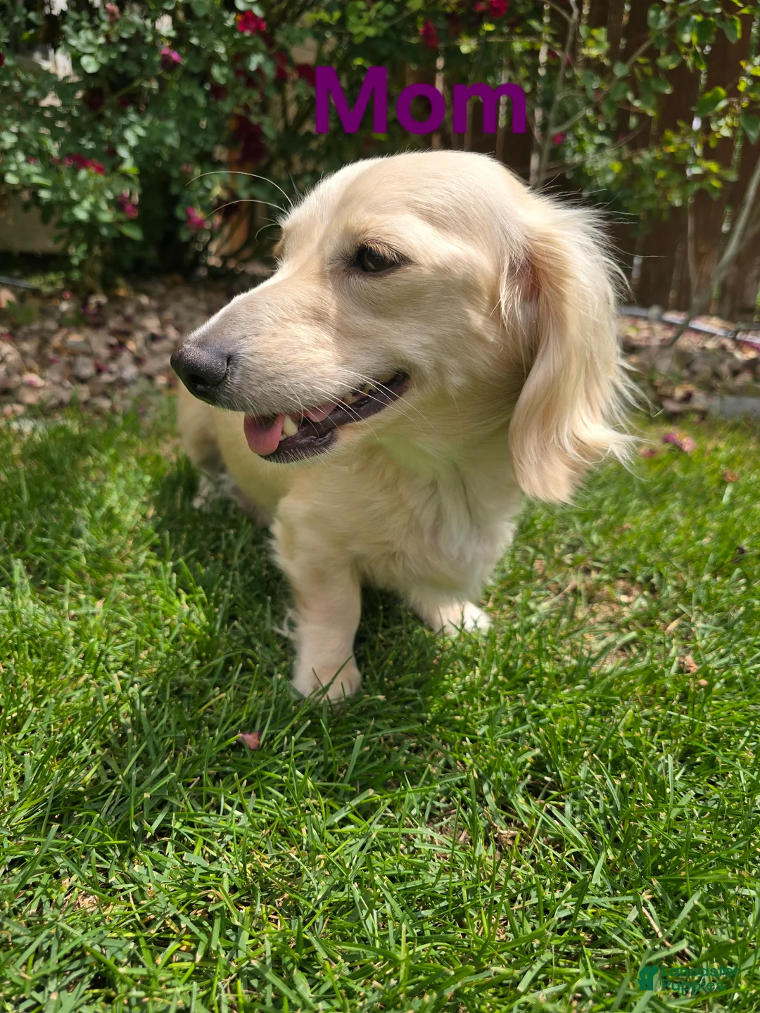 Dachshund dogs for sale: Dachshund Puppy 2 - Ad 2