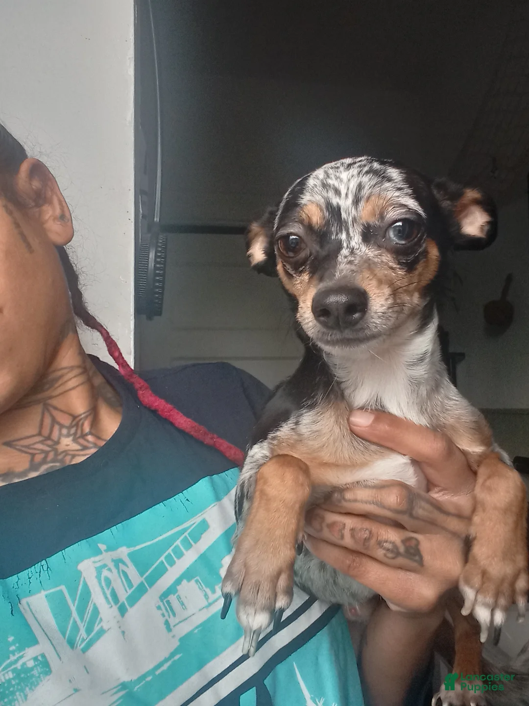 Chihuahua dogs for sale: Merle Chihuahua Puppy 2 - Ad 1