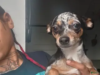 Chihuahua dogs Merle Chihuahua Puppy 2 - Ad 2