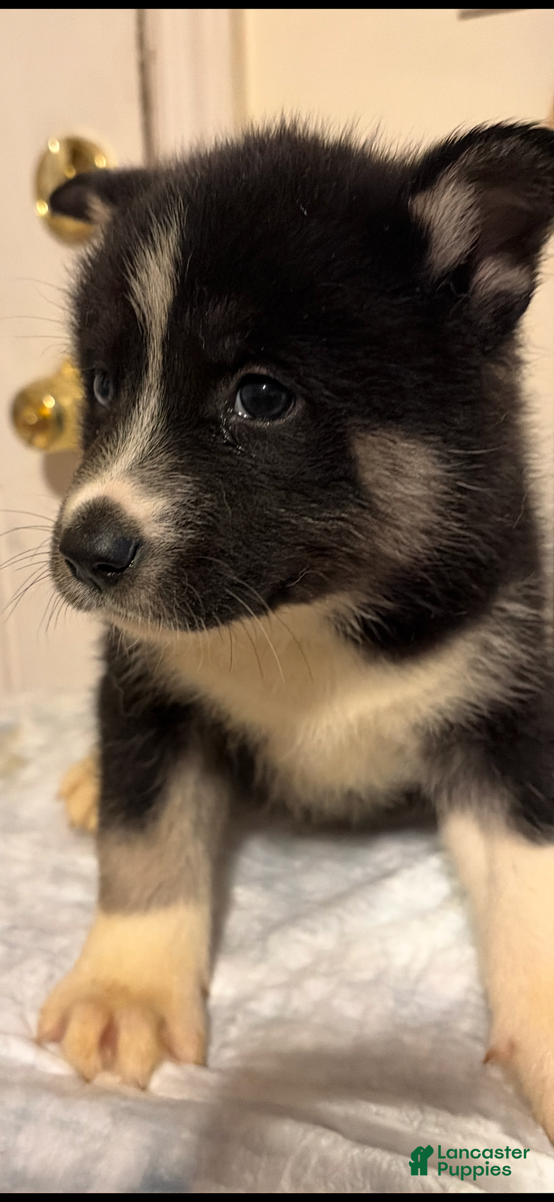 Mixed Breed dogs for sale: seven - Ad 3