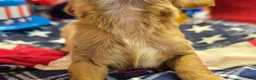 Cavapoo dogs for sale: Miles - Ad 5