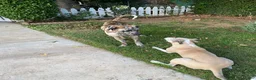 Mixed Breed dogs for sale: Harleyquin Male - Ad 9