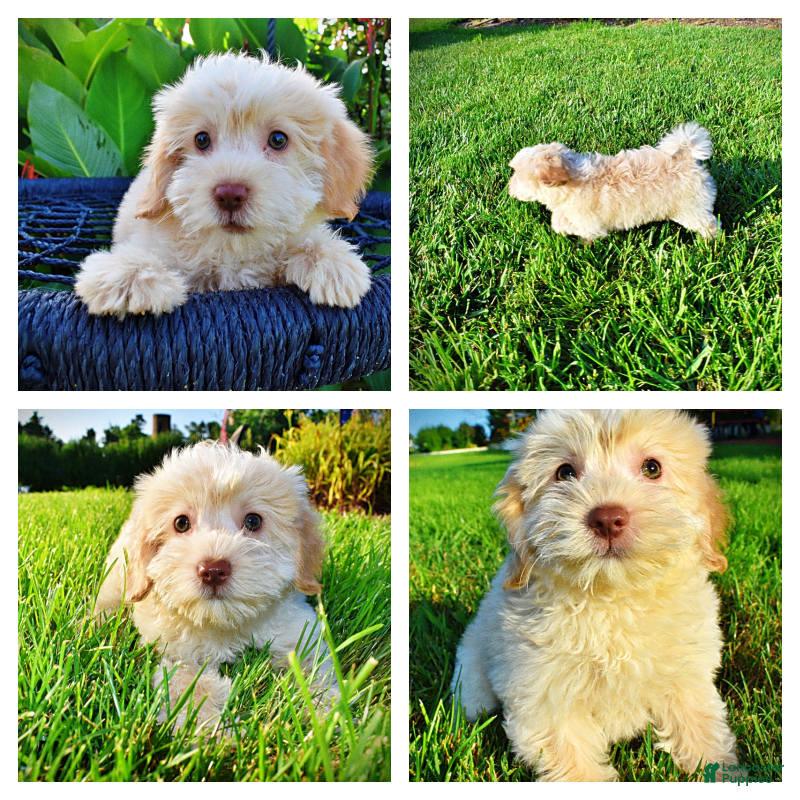 Havapoo dogs Daisy - Ad 1