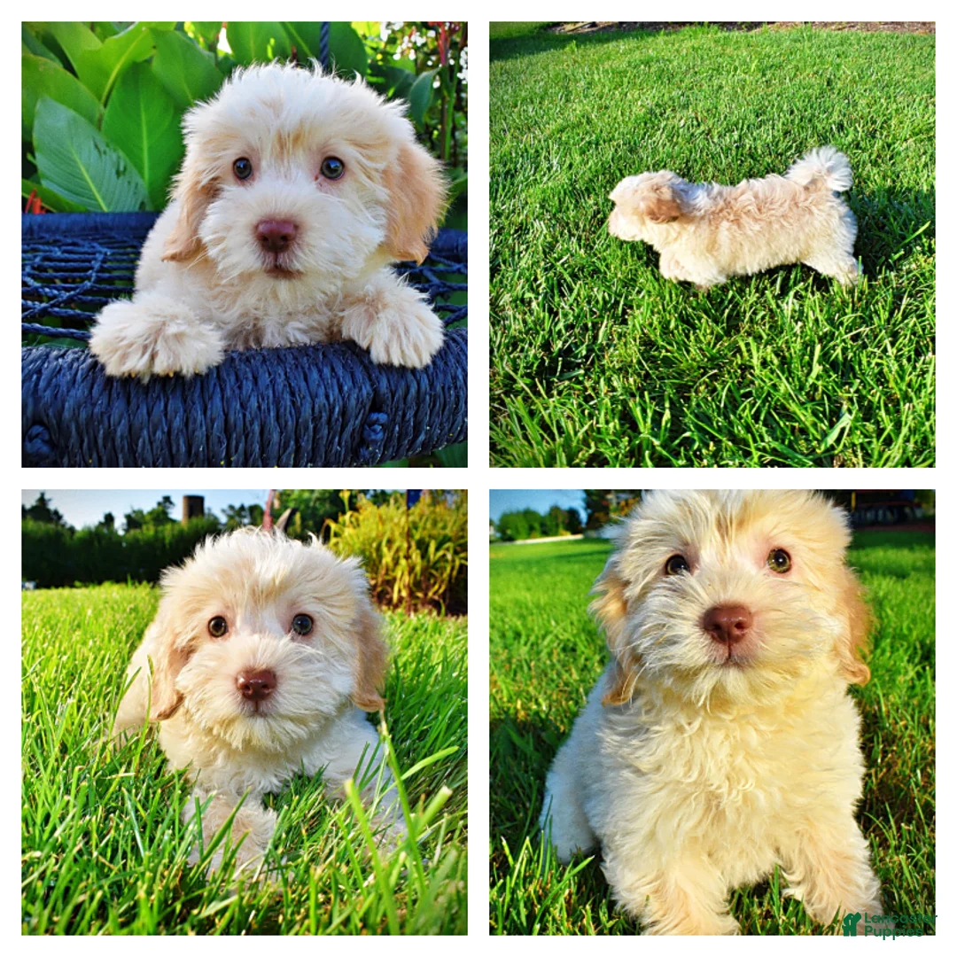 Havapoo dogs for sale: Daisy - Ad 1