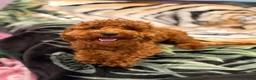 Toy Poodle dogs for sale: Toy Poodle 1 - Ad 4
