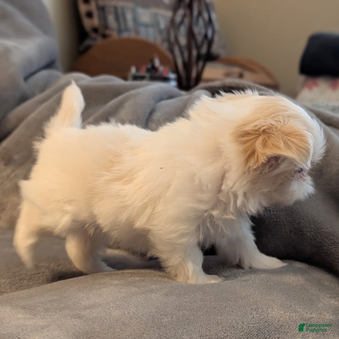 Shih Tzu dogs for sale: Hummingbird - Ad 2