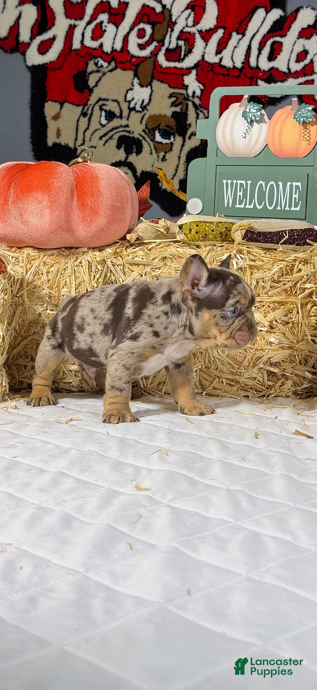 French Bulldog dogs for sale: Rocky - Ad 5