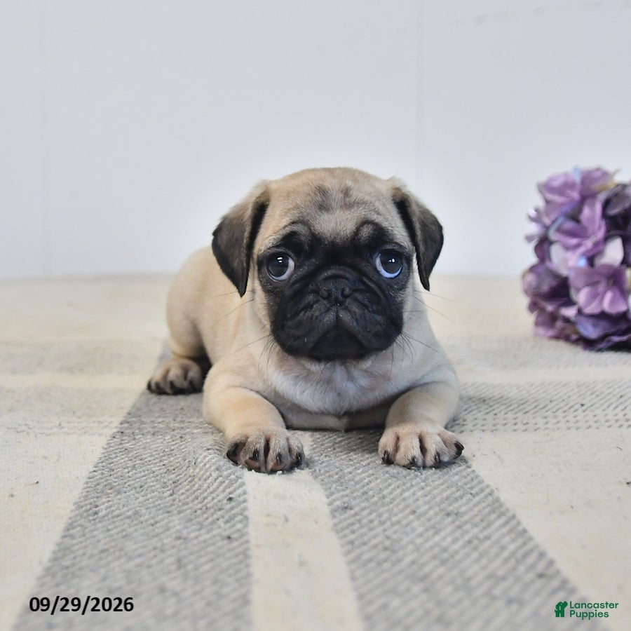 Pug dogs Orla - Ad 1