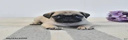 Pug dogs for sale: Orla - Ad 1