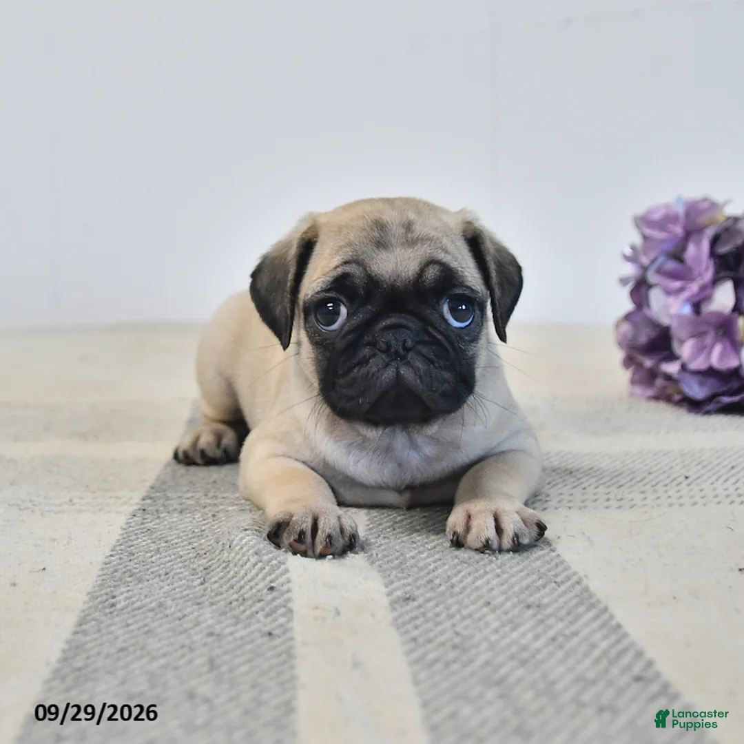 Pug dogs for sale: Orla - Ad 1