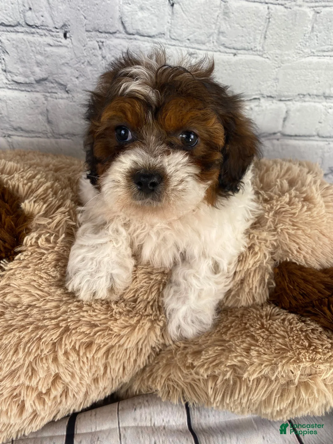 Shihpoo dogs for sale: Tucker - Ad 5