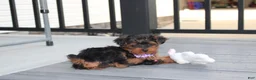 Yorkiepoo dogs for sale: Elsa  - Ad 5