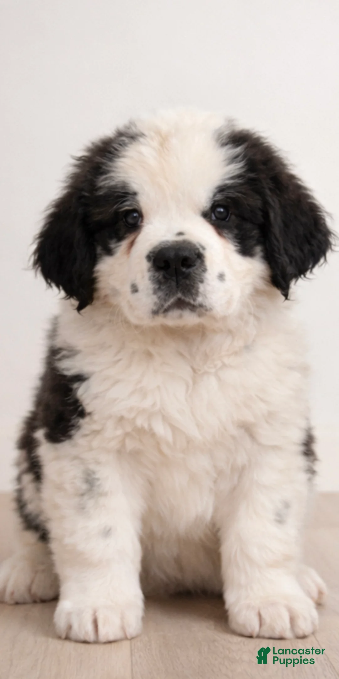 Saint Bernard dogs for sale: Saint Bernard Puppy 1 - Ad 1