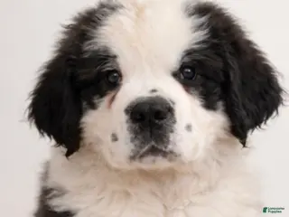 Saint Bernard dogs Saint Bernard Puppy 1 - Ad 20