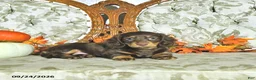 Miniature Dachshund dogs for sale: Maple   - Ad 4