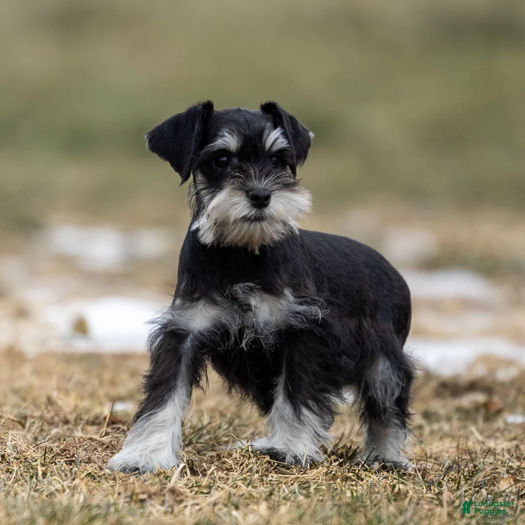 Miniature Schnauzer dogs for sale: Yvonne - Ad 4