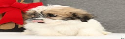 Lhasa Apso dogs for sale: Felix - Ad 5
