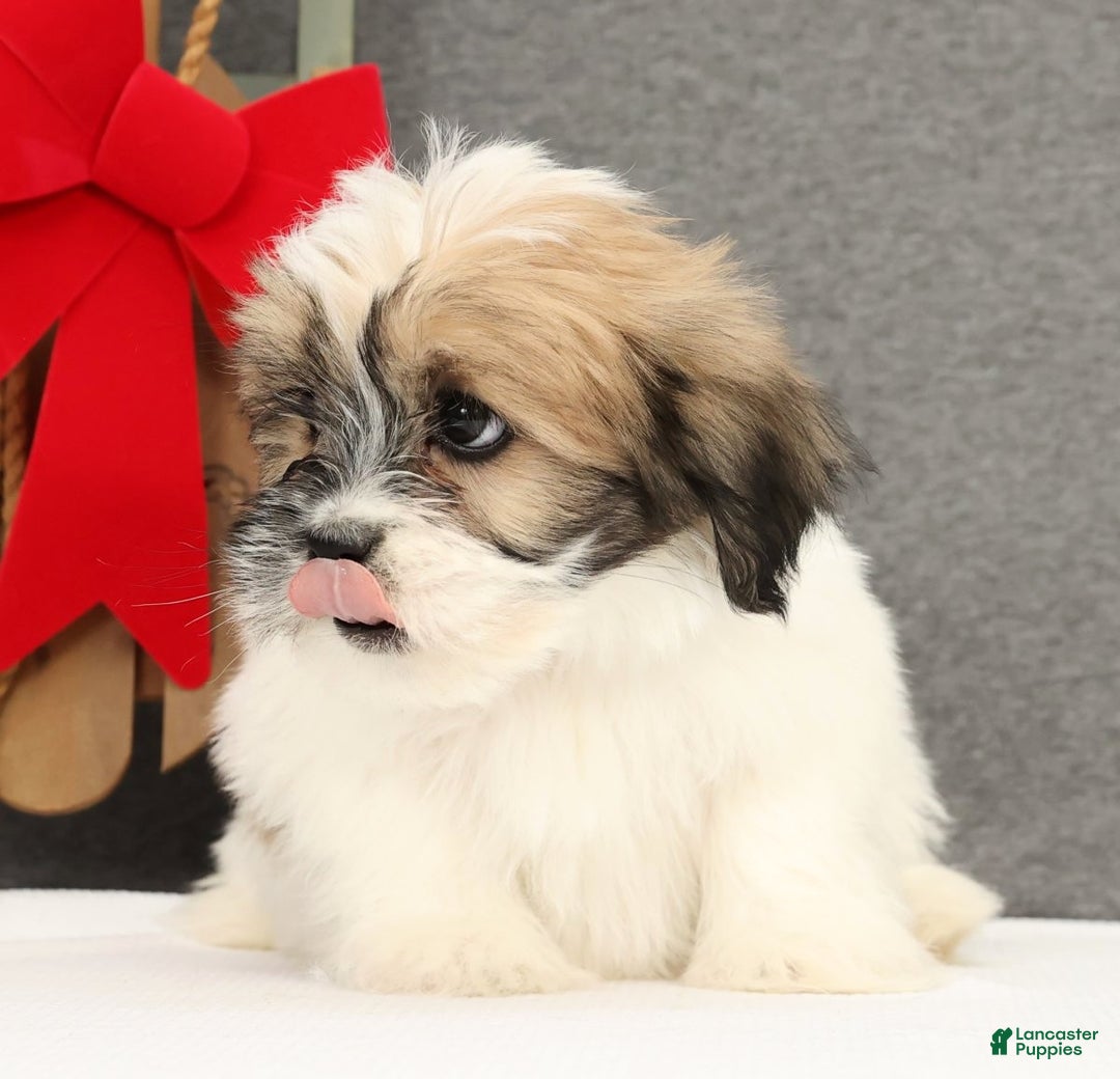 Lhasa Apso dogs for sale: Felix - Ad 5