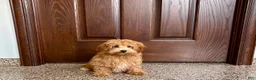 Havapoo dogs for sale: Havapoo Puppy 3 - Ad 3