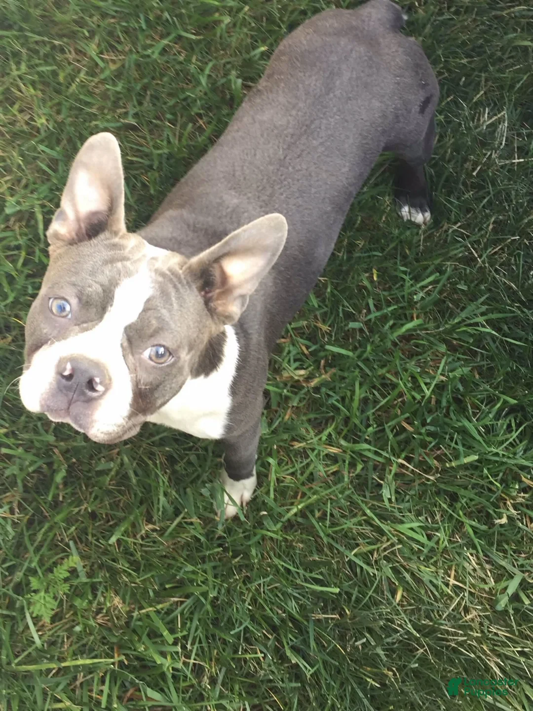 Boston Terrier dogs for sale: Ruger - Ad 10
