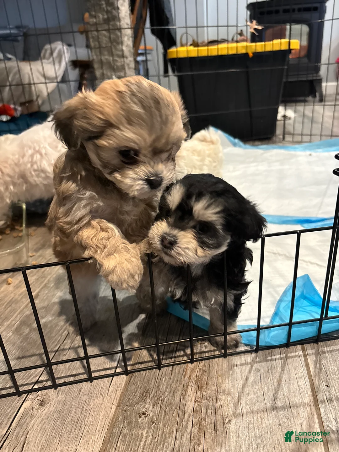 Maltipoo dogs for sale: Maltipoo Puppy 1 - Ad 4