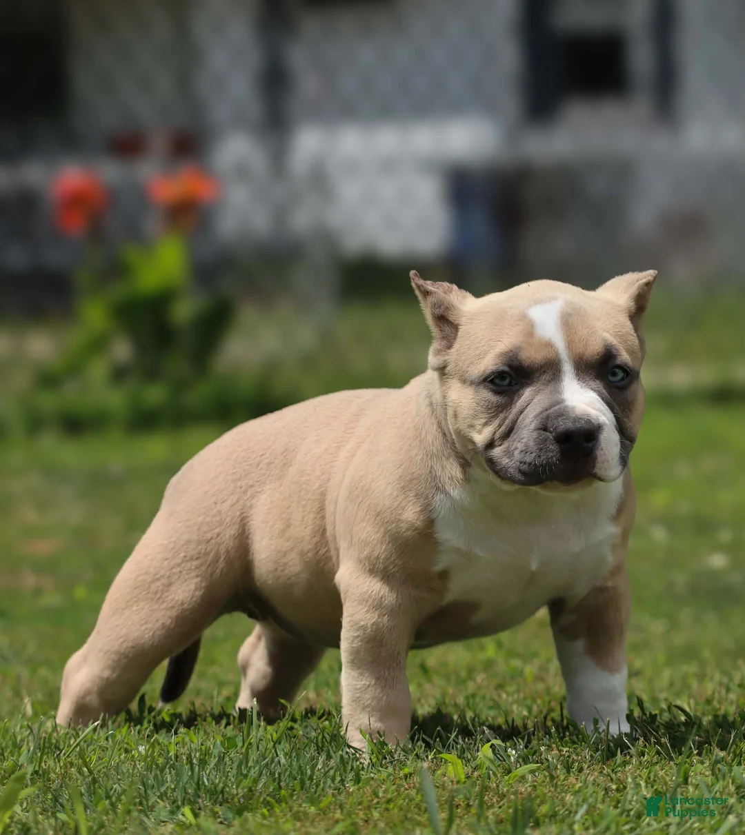 American Bully dogs for sale: American Bully 5 - Ad 1