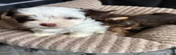 Yorkshire Terrier dogs for sale: Cookies and Cream - Ad 2