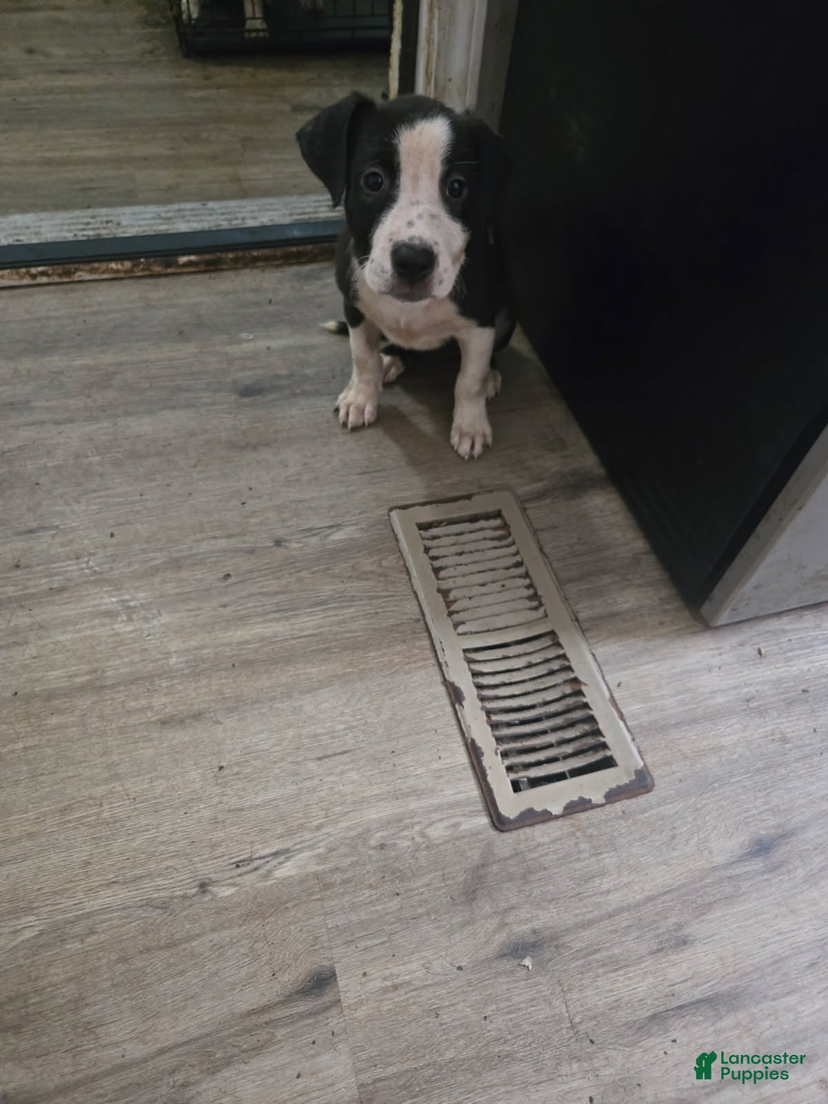 American Bully dogs Girl - Ad 2