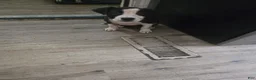 American Bully dogs for sale: Girl - Ad 2