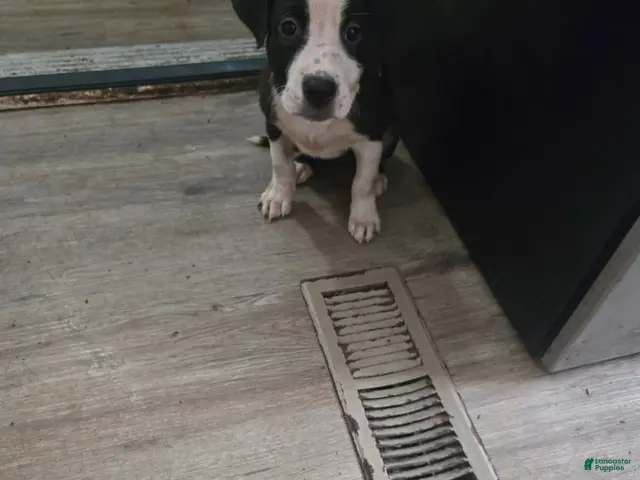 American Bully dogs for sale: Girl - Ad 2