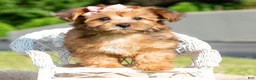 Yorkiepoo dogs for sale: Ella - Ad 6