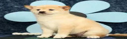 Shiba Inu dogs for sale: Katie - Ad 6
