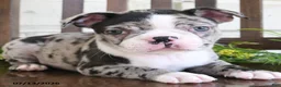 Boston Terrier dogs for sale: Ikey - Ad 4
