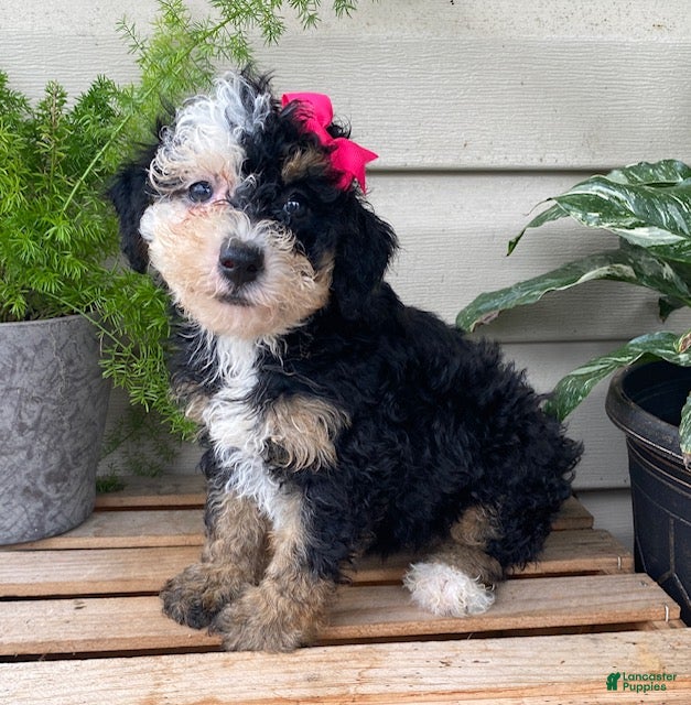 Mini Bernedoodle dogs Buttons- mini/ medium - Ad 1