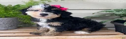 Mini Bernedoodle dogs for sale: Buttons- mini/ medium - Ad 1
