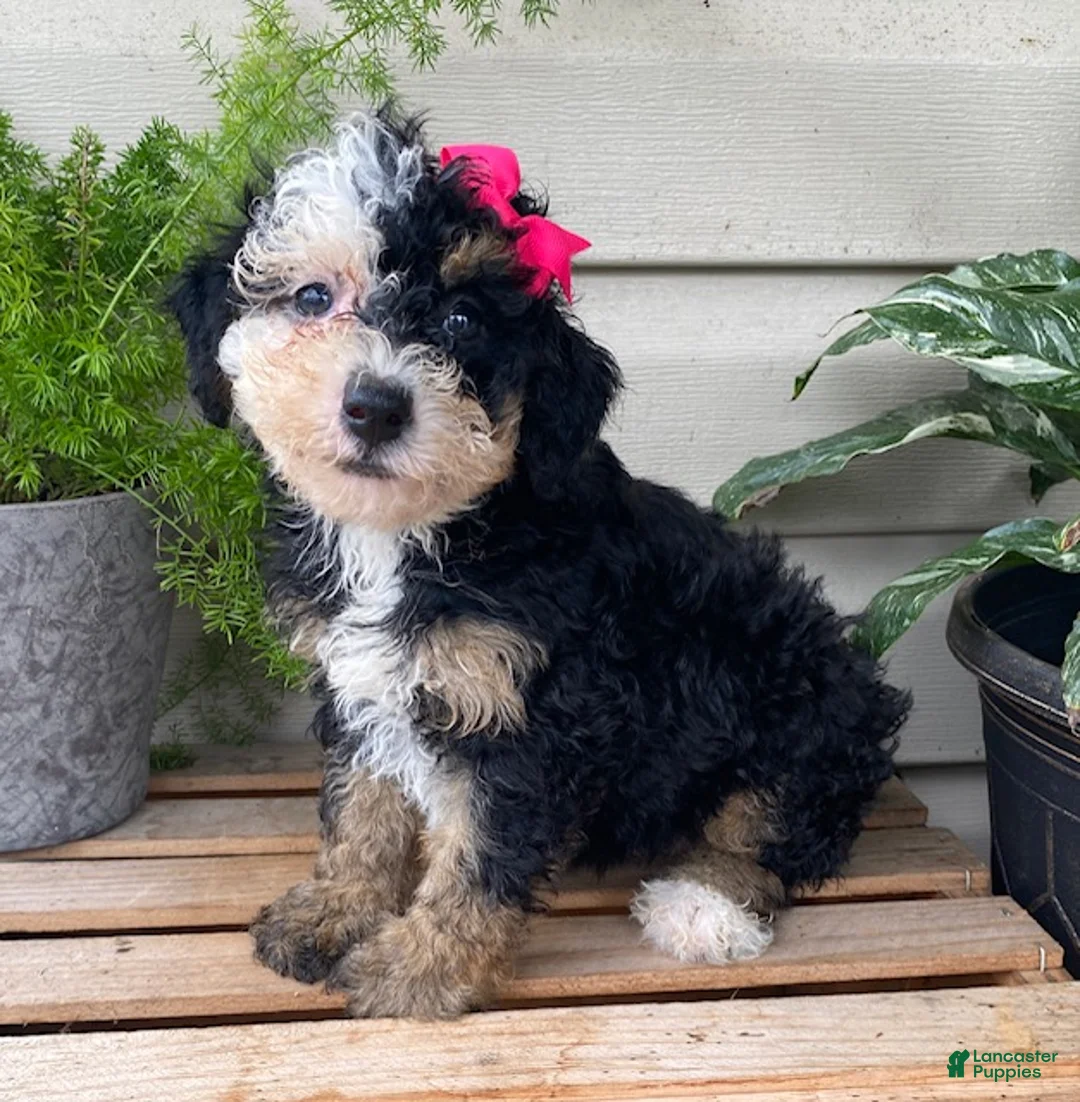 Mini Bernedoodle dogs for sale: Buttons- mini/ medium - Ad 1