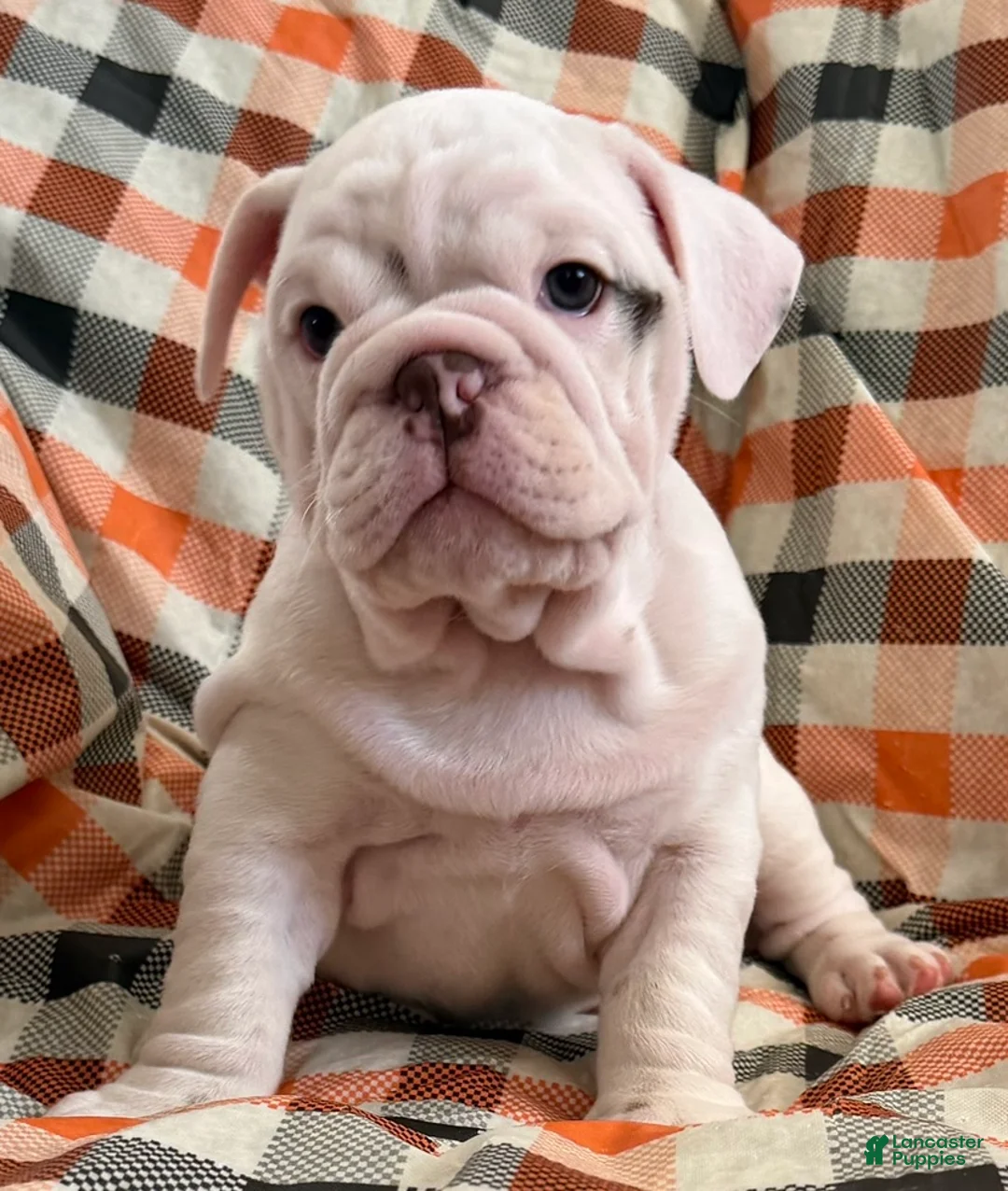 English Bulldog dogs for sale: Pillsbury girl  - Ad 2