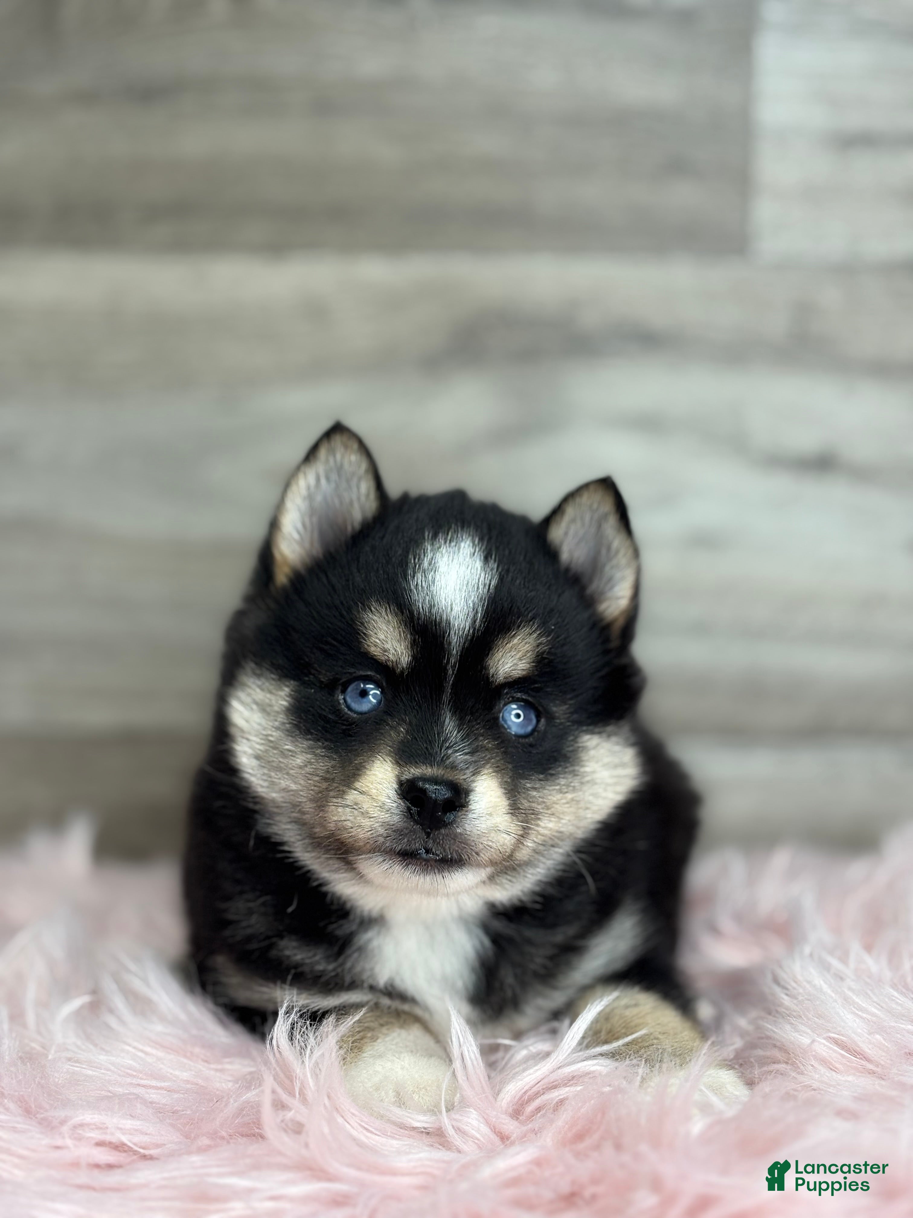 Pomsky dogs Tobias - Ad 1