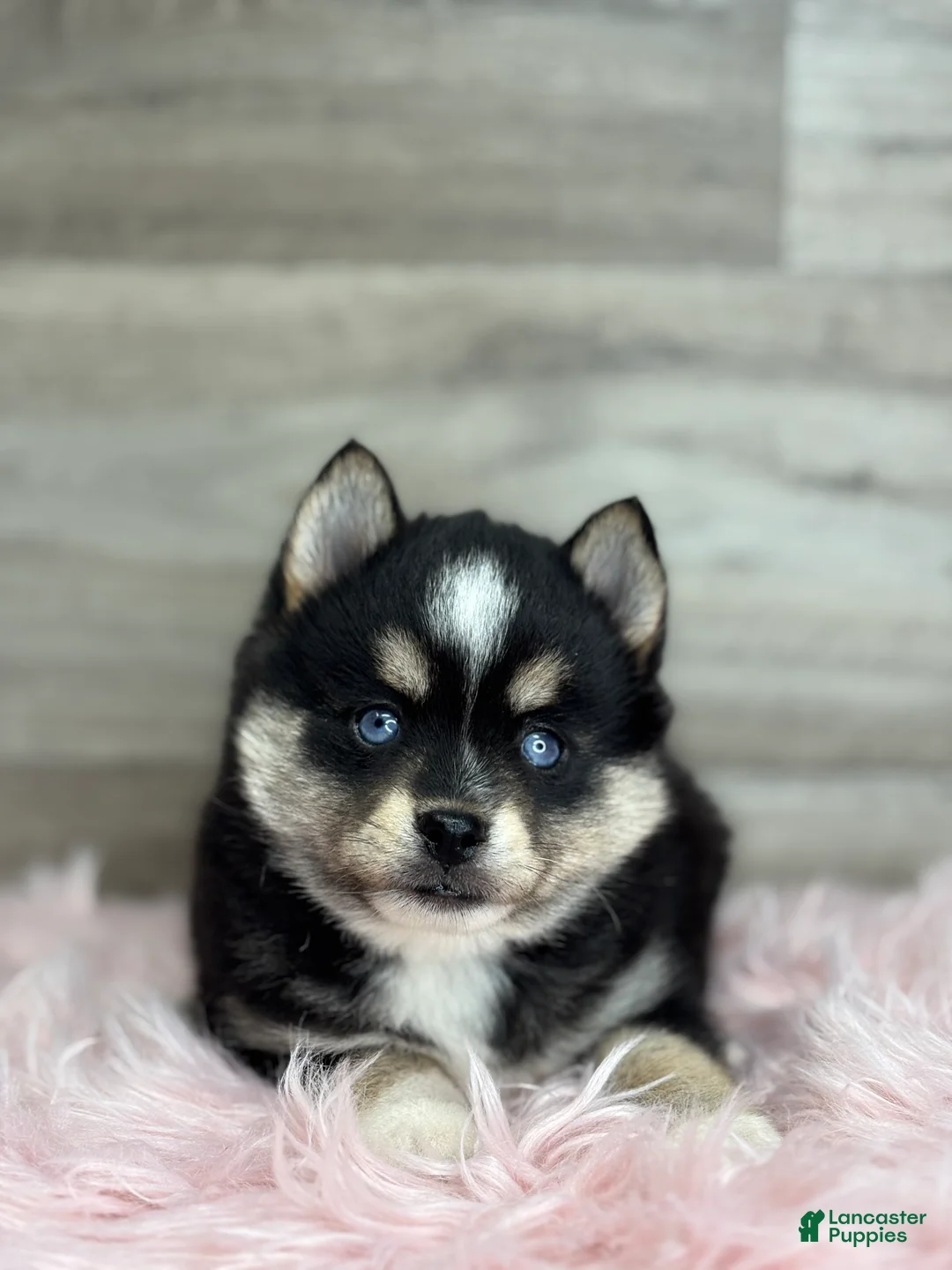 Pomsky dogs for sale: Tobias - Ad 1