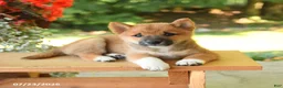 Shiba Inu dogs for sale: Kevin - Ad 5