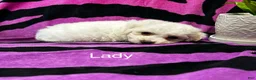 Bichon Frise dogs for sale: Bichon Frise 4 lady - Ad 2