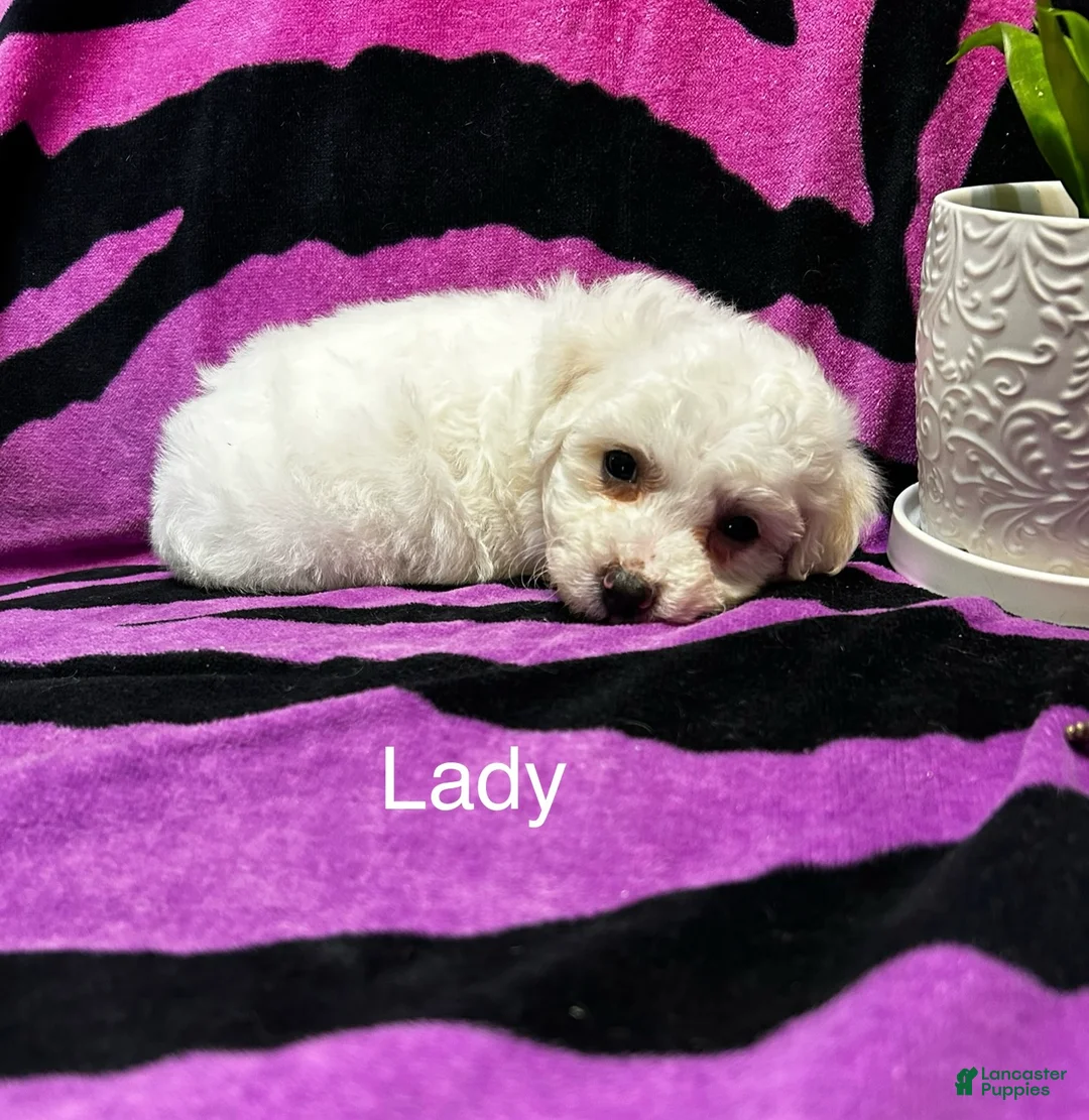 Bichon Frise dogs for sale: Bichon Frise 4 lady - Ad 2